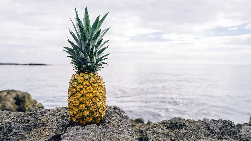 Retargeting : l’île de la Réunion récompensée pour sa campagne alléchante !