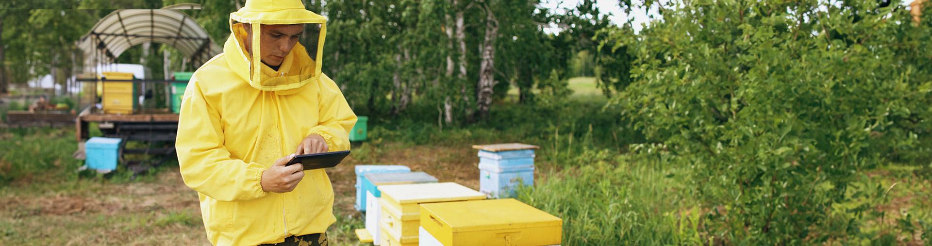 Des abeilles assistées par l’IA traquent la pollution