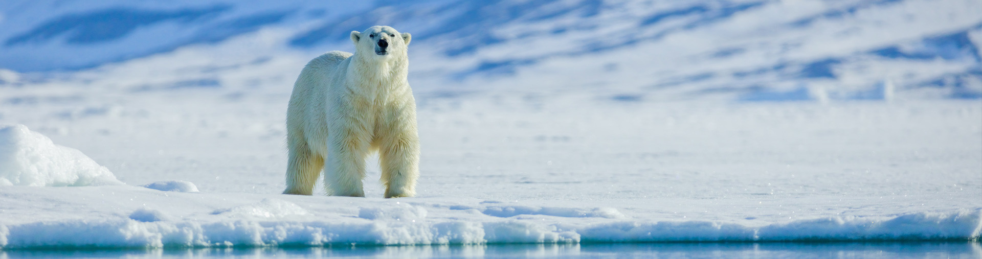 Biomimétisme : l’ours polaire inspire les chercheurs pour fabriquer des vestes chaudes et légères