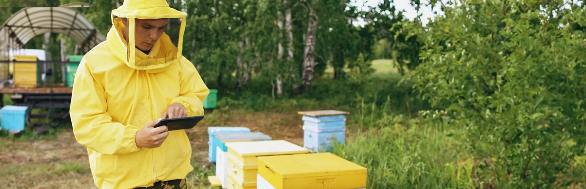 Des abeilles assistées par l’IA traquent la pollution