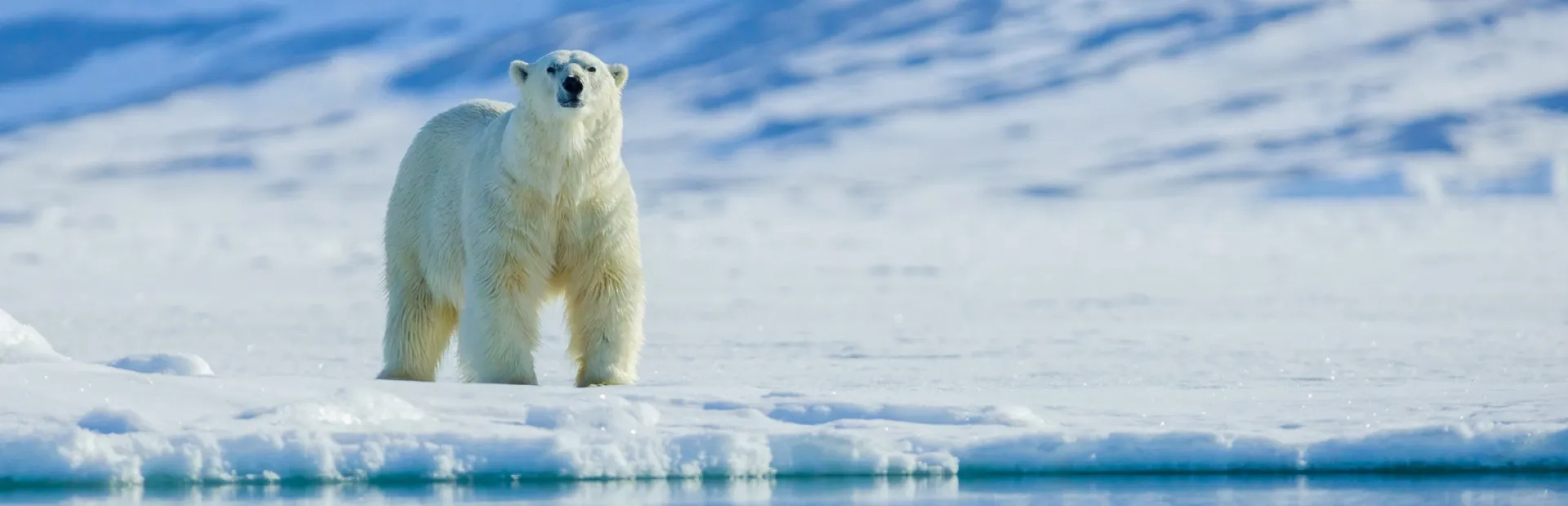 Biomimétisme : l’ours polaire inspire les chercheurs pour fabriquer des vestes chaudes et légères
