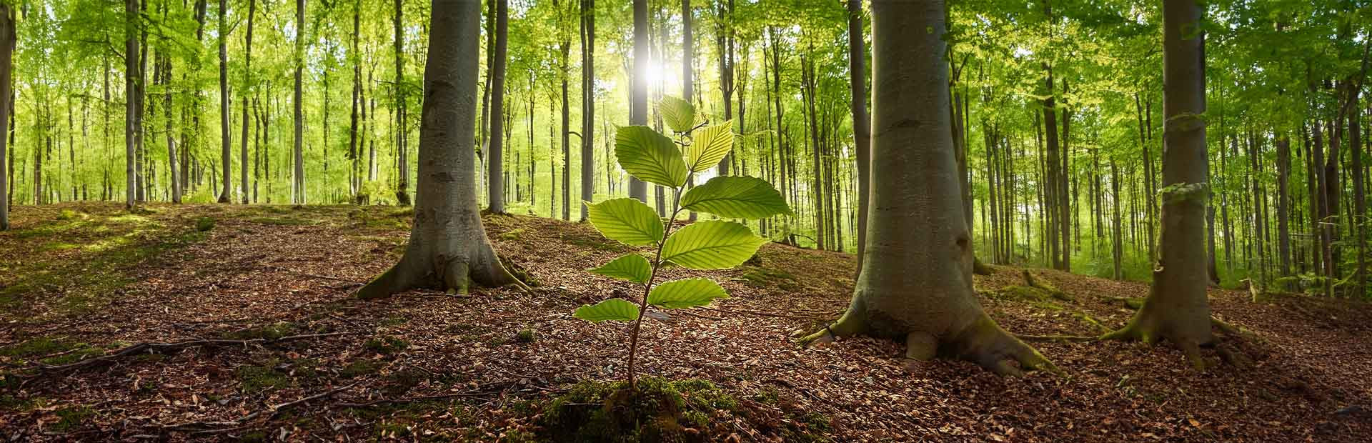 Forêt dense avec de grands arbres et une jeune pousse au premier plan