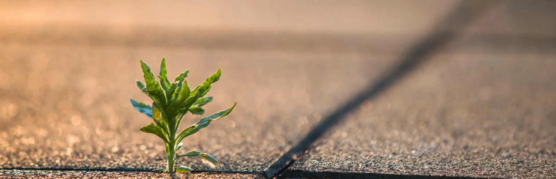 Le marketing responsable, oxymore ou nouveau défi ?