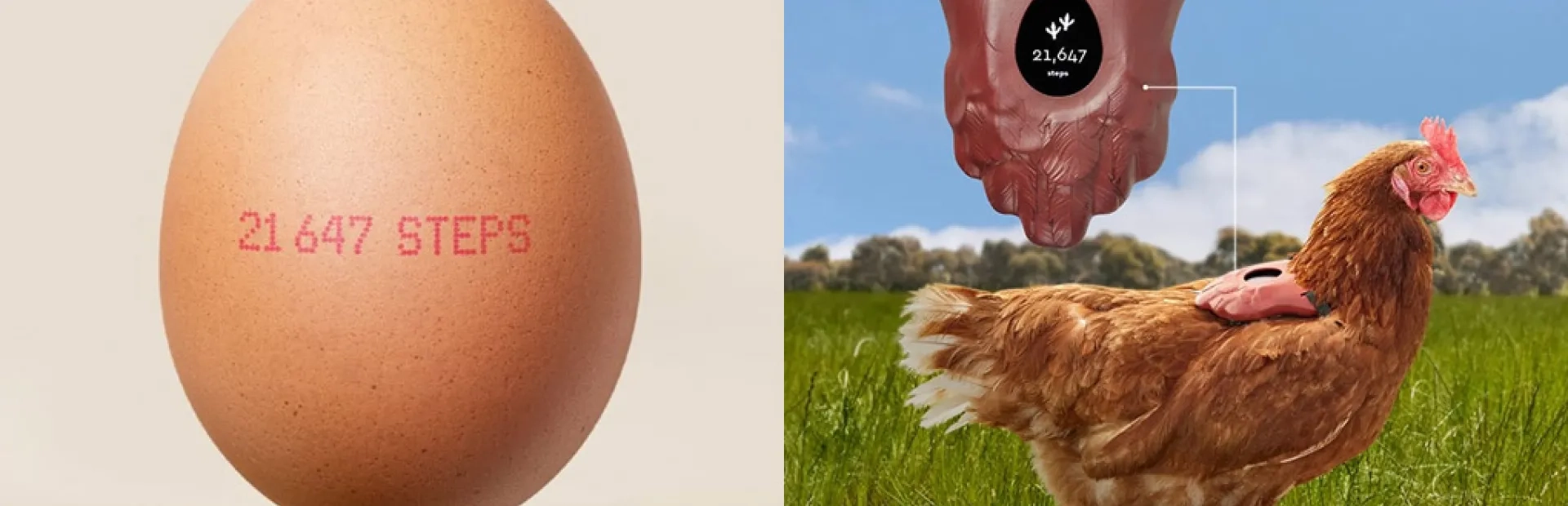 Élevées en plein air ? Ce compteur de pas pour poules pondeuses le garantit !