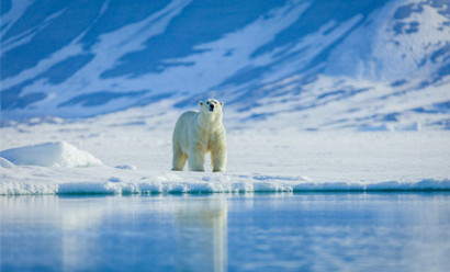 Biomimétisme : l’ours polaire inspire les chercheurs pour fabriquer des vestes chaudes et légères