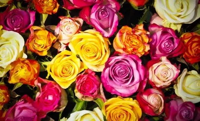 Interflora livre vos fleurs même si vous ignorez l’adresse du destinataire