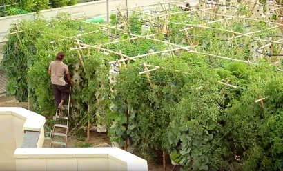 AccorHotels récolte les fruits de sa ferme urbaine