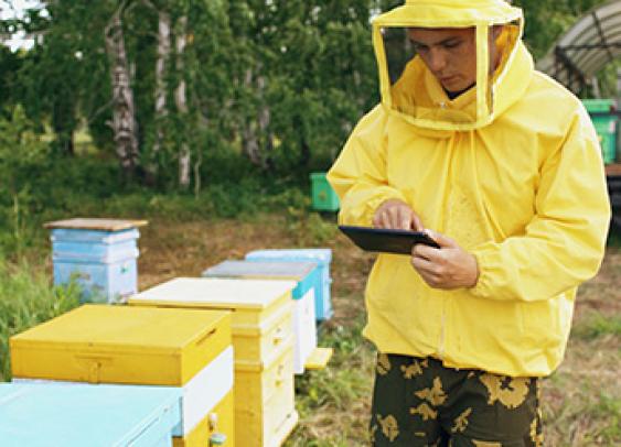 Des abeilles assistées par l’IA traquent la pollution