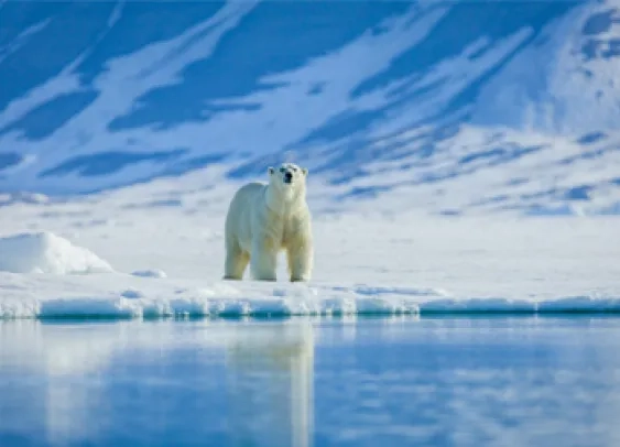 Biomimétisme : l’ours polaire inspire les chercheurs pour fabriquer des vestes chaudes et légères