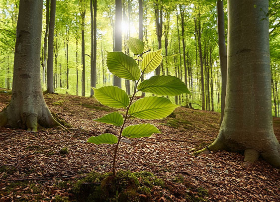 Forêt dense avec de grands arbres et une jeune pousse au premier plan