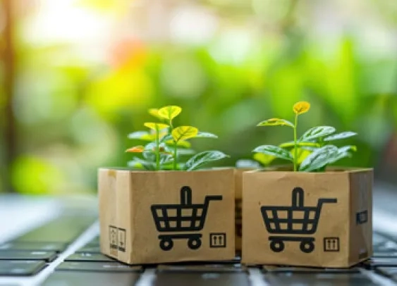 Des plantes poussent dans des cartons écologiques